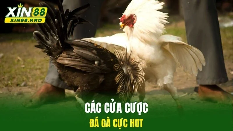 Các cửa cược đá gà cực hot