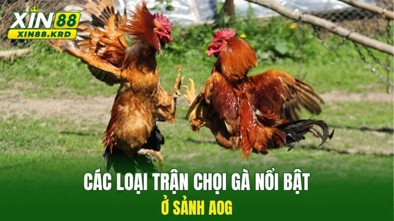 Các loại trận chọi gà nổi bật ở sảnh AOG