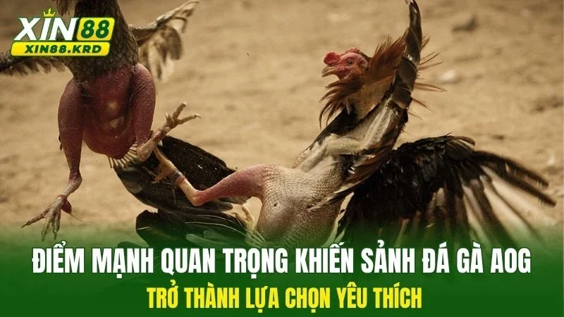 Điểm mạnh quan trọng khiến sảnh đá gà AOG trở thành lựa chọn yêu thích