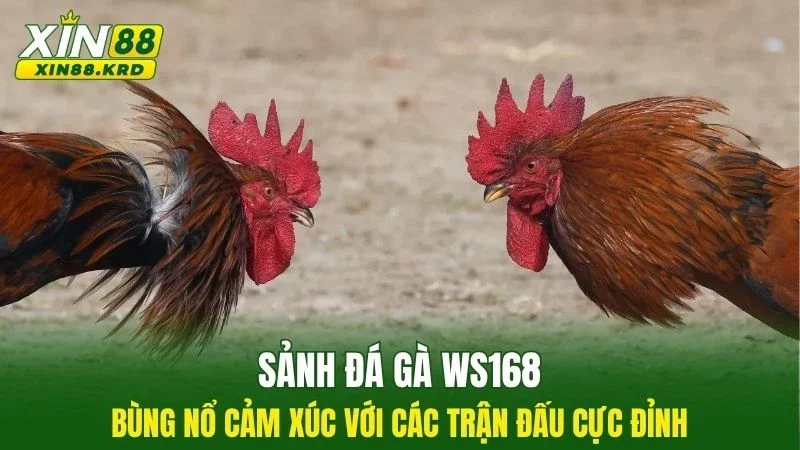 Sảnh Đá Gà WS168
