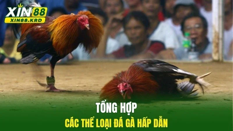 Tổng hợp các thể loại đá gà hấp dẫn