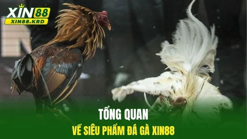 Tổng quan về siêu phẩm đá gà Xin88
