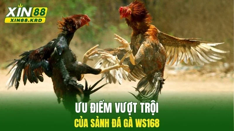 Ưu điểm vượt trội của sảnh đá gà WS168